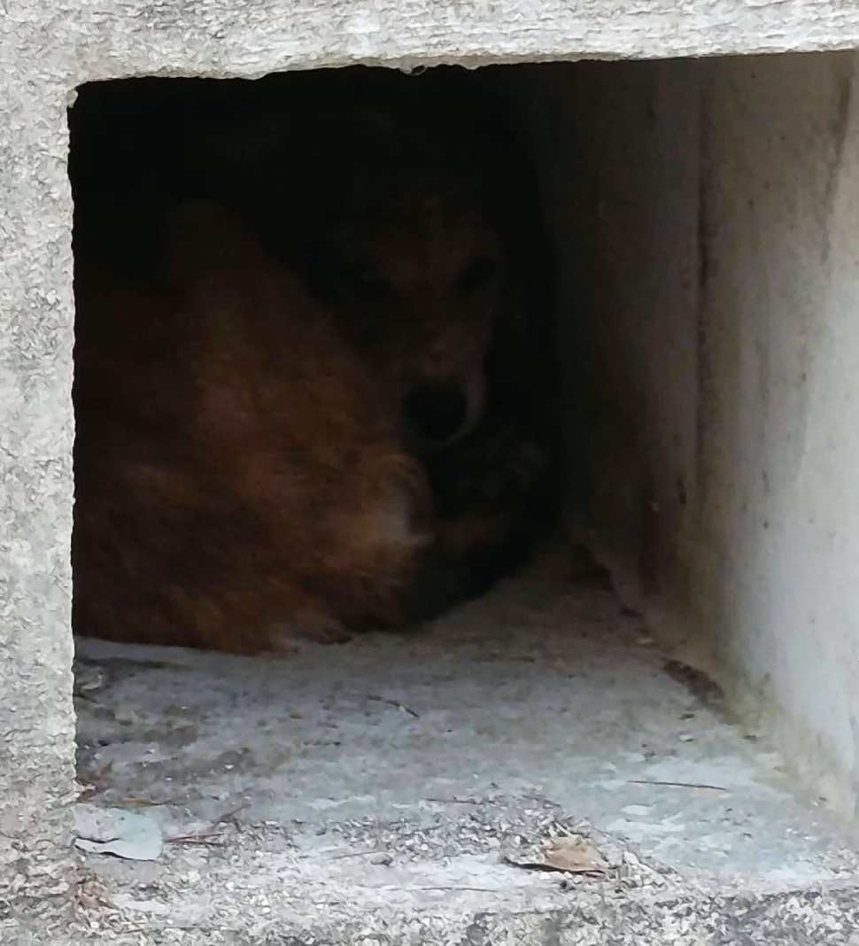 Randagismo a Orsomarso, è scontro: chiesto un Consiglio comunale straordinario 53 Isola ecologica Orsomarso randagismo 03