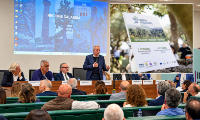 Academy olivo in Campo