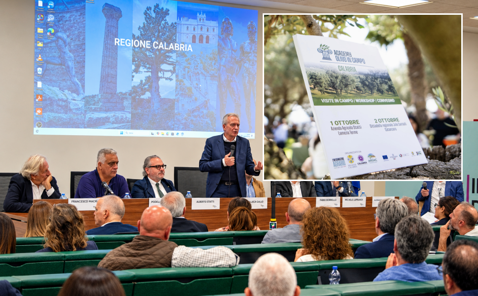 Academy olivo in Campo