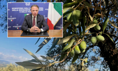 Lollobrigida Olivo in Campo Calabria