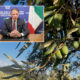 Il Ministro Lollobrigida rilancia l'olio italiano da "Olivo in Campo Calabria": «In arrivo 300 milioni, più controlli sulla qualità» 52 Lollobrigida Olivo in Campo Calabria