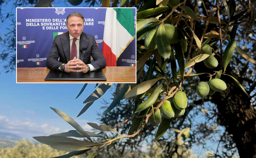 Lollobrigida Olivo in Campo Calabria