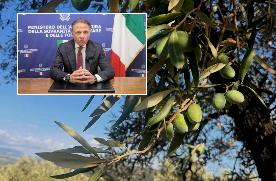 Lollobrigida Olivo in Campo Calabria
