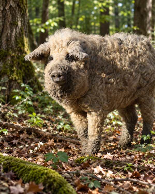 Mangalica, la razza suina dal mantello riccio. Riconoscimento nazionale premia un allevatore di Diamante 52 Mangalica razza suina (1)
