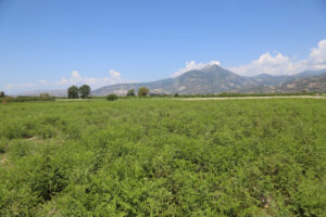 Naturmed castrovillari liquirizia di Calabria Dop 11