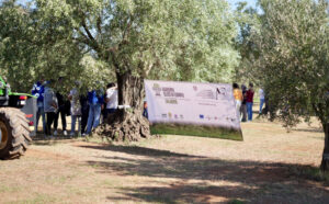 OLivo in campo Calabria 06