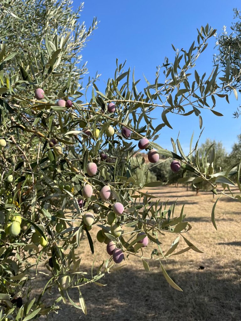 Agricoltura del futuro, in Calabria la tecnologia entra nei campi: il progetto nel sito pilota 52 agricoltura-calabria