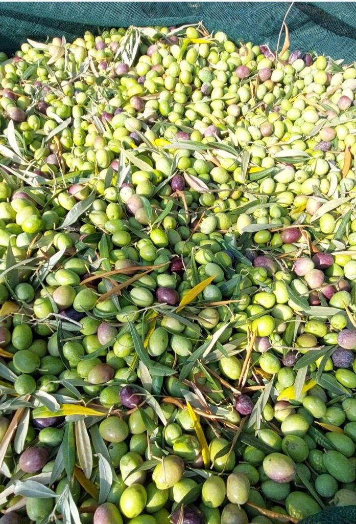 Agricoltura del futuro, in Calabria la tecnologia entra nei campi: il progetto nel sito pilota 55 Olive