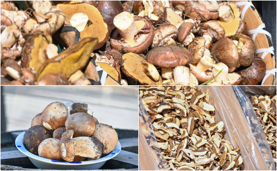 A Camigliatello Silano la 57ª Sagra del Fungo: sapori, musica e tradizione nel cuore della Sila | Programma 52 Sagra del fungo Camigliatello Silano funghi