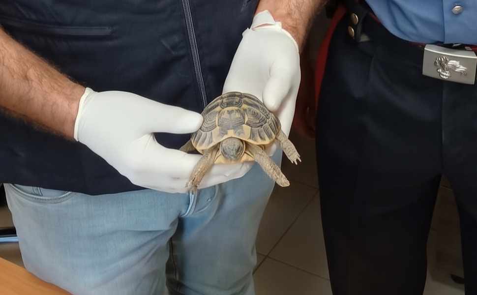 Tartaruga protetta sequestro Pellaro 01