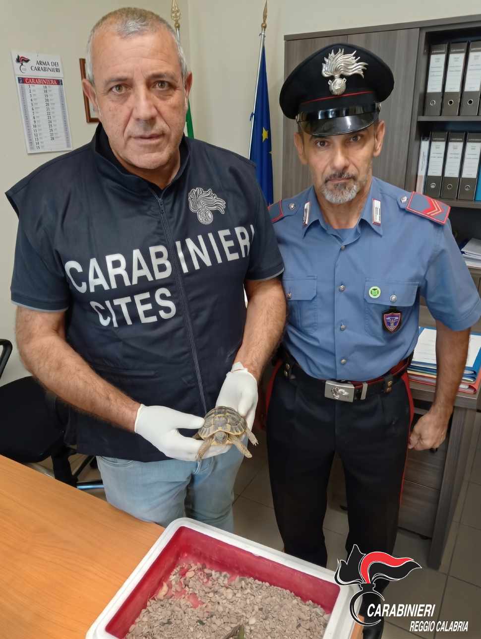 Carabinieri scoprono una tartaruga protetta detenuta illegalmente. Eseguito anche un arresto per droga 52 Tartaruga protetta sequestro Pellaro 02