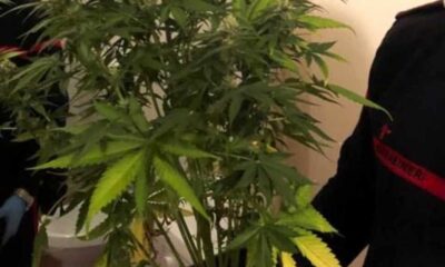 Tre serre marijuana carabinieri 01