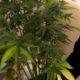 Tre serre di marijuana in casa e 600 grammi di droga sequestrata: un arresto 52 Tre serre marijuana carabinieri 01