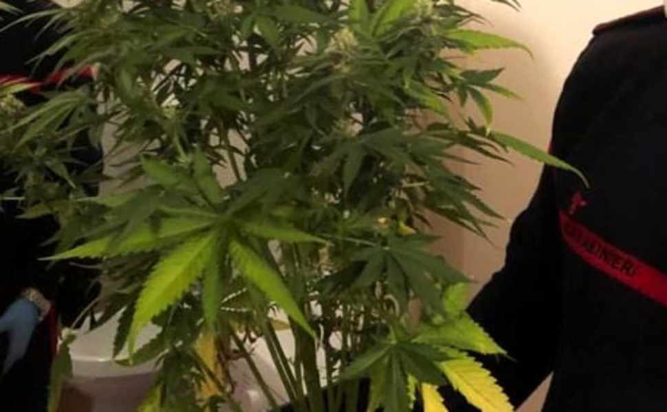 Tre serre marijuana carabinieri 01