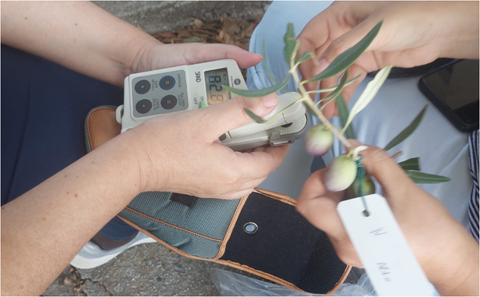 agricoltura-calabria-tecnologia-progetto-sito-pilota
