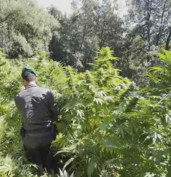 cannabis-sequestro-guardia-di-finanza