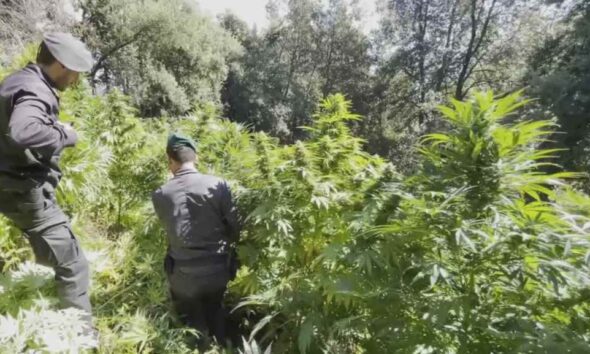 cannabis-sequestro-guardia-di-finanza