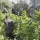 cannabis-sequestro-guardia-di-finanza