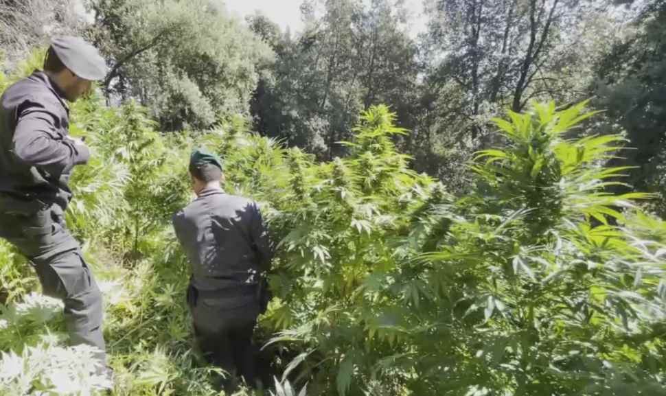 cannabis-sequestro-guardia-di-finanza