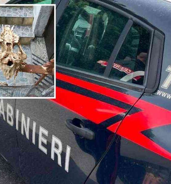 carabinieri-teschio-cane-orsomarso