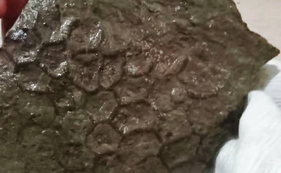 fossile longobucco ortiano 01