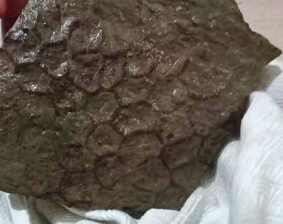 fossile longobucco ortiano 02