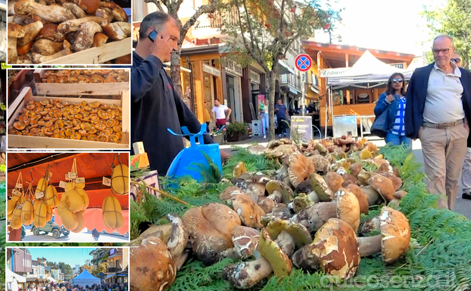 foto sagra del fungo