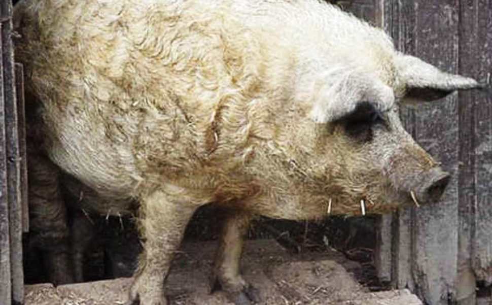 Mangalica, la razza suina dal mantello riccio. Riconoscimento nazionale premia un allevatore di Diamante 53 mangalica razza suina 02
