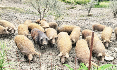 mangalica razza suina