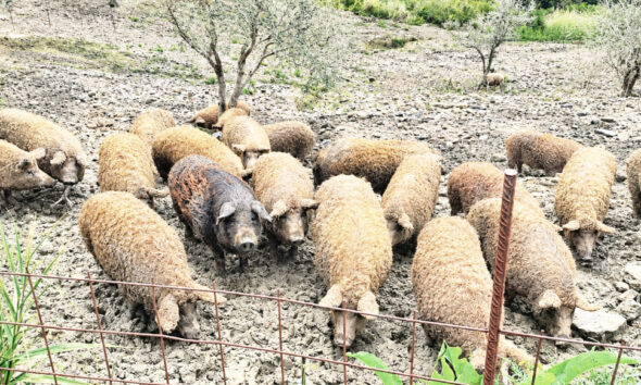 mangalica razza suina