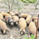 mangalica razza suina