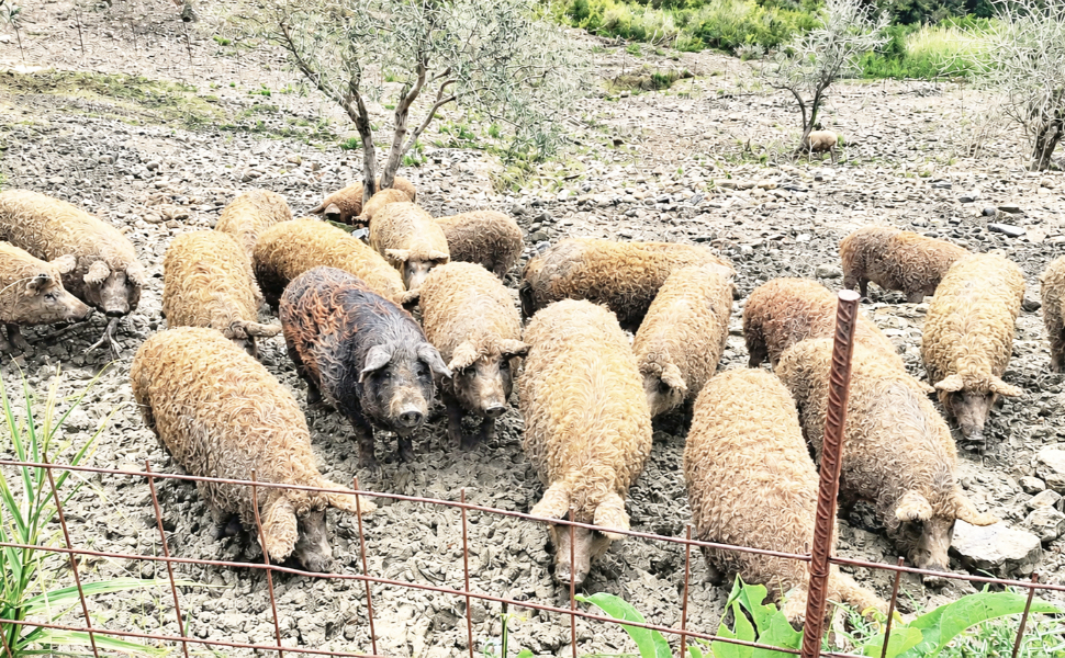 mangalica razza suina