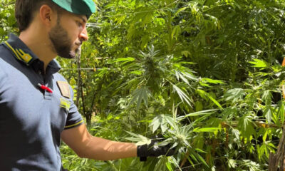 marijuana-reggino-blitz-finanza