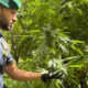 marijuana-reggino-blitz-finanza