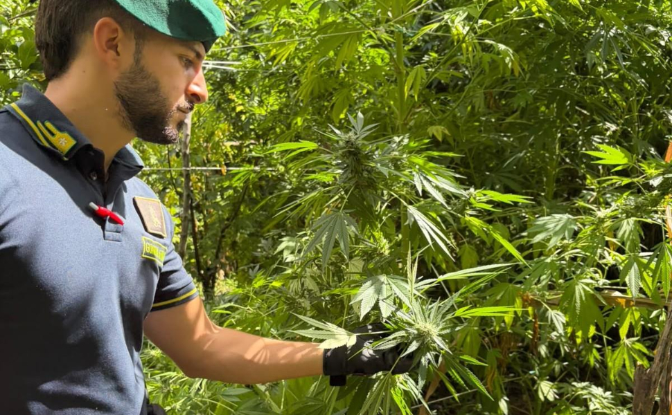 marijuana-reggino-blitz-finanza