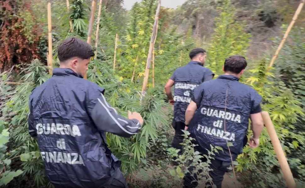 Scoperta una piantagione di marijuana: sequestrate 72 piante, il valore è di quasi 500mila euro 52 piantagione crotone guardia finanza 01