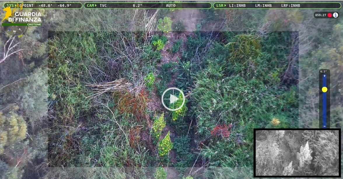 Scoperta una piantagione di marijuana: sequestrate 72 piante, il valore è di quasi 500mila euro 51 piantagione crotone guardia finanza 02