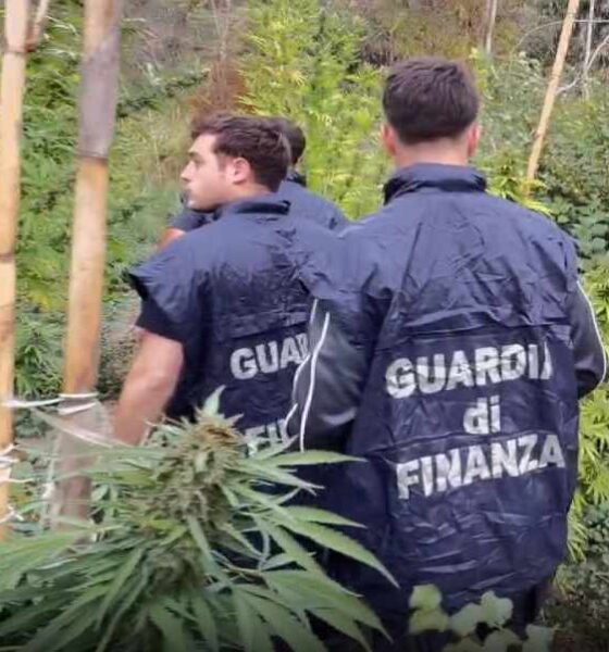 piantagione crotone guardia finanza 03