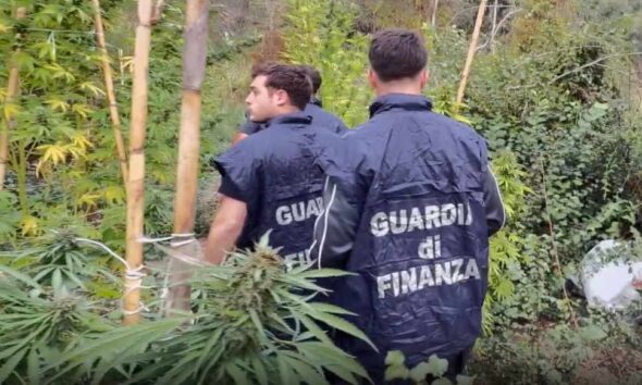 piantagione crotone guardia finanza 03