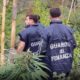 piantagione crotone guardia finanza 03