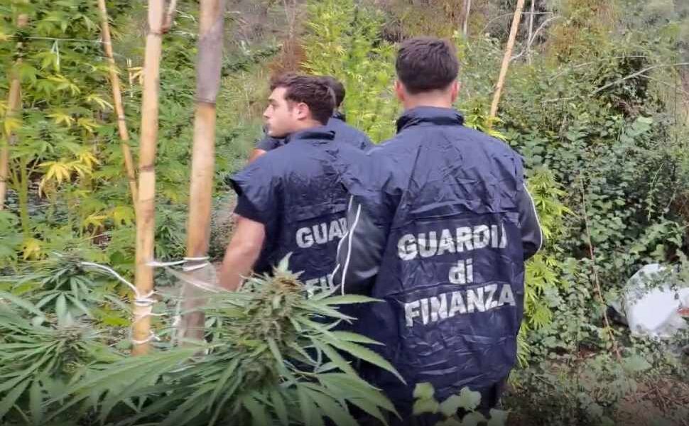 piantagione crotone guardia finanza 03