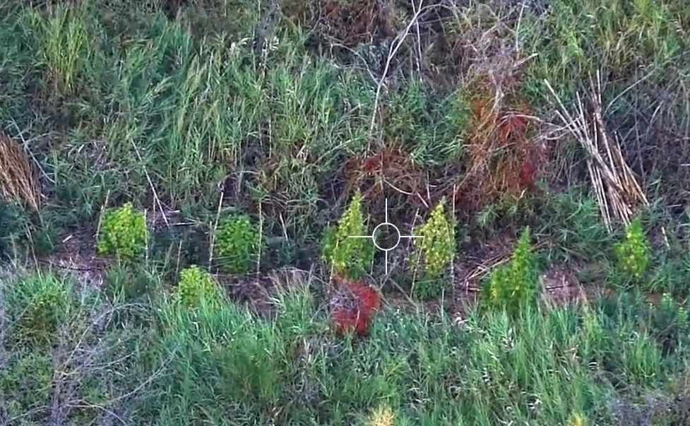 Scoperta una piantagione di marijuana: sequestrate 72 piante, il valore è di quasi 500mila euro 53 piantagione crotone guardia finanza 04