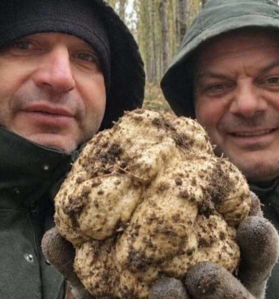 tartufo bianco Altomonte