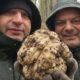 Tartufo bianco da record raccolto tra Roggiano Gravina e Altomonte: pesa quasi 400 grammi 53 tartufo bianco Altomonte