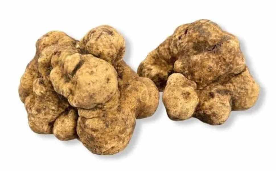 tartufo bianco